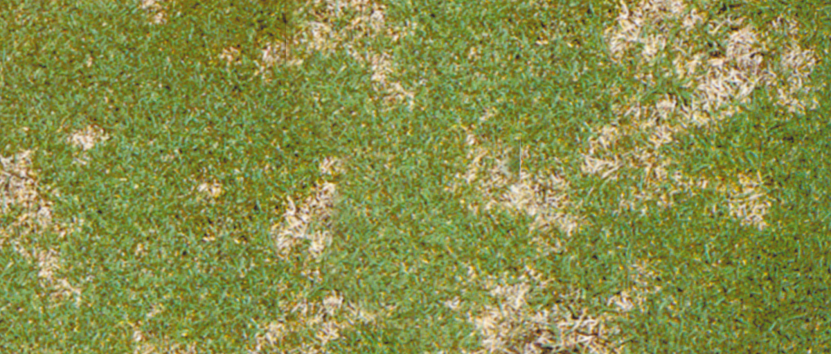 Searles Control Dollar Spot in lawns